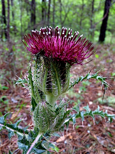 {Cirsium horridulum}